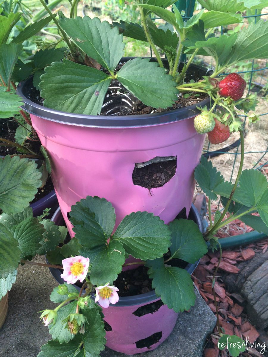 DIY Strawberry Planter from Recycled Materials Pinterest
